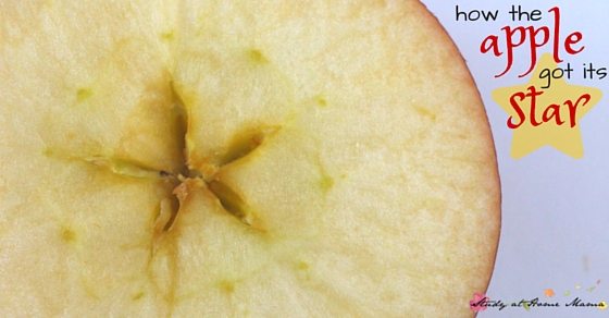 A twist on the traditional Waldorf Apple Story: a fairy story for children about how the apple got its star, which children can then investigate!