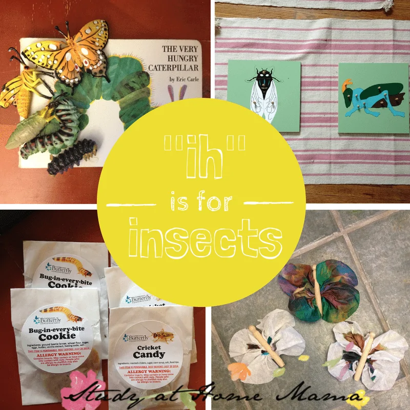 "ih" is for insects unit study