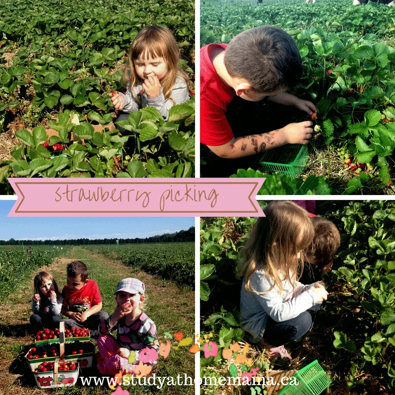 Strawberry picking with the kids to make your own healthy strawberry shortcake recipe