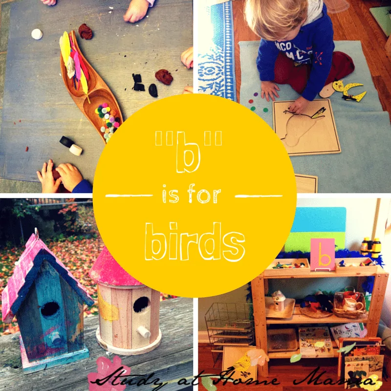 _b_ is for birds montessori unit study