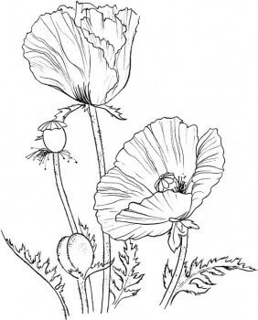 poppies-coloring-page