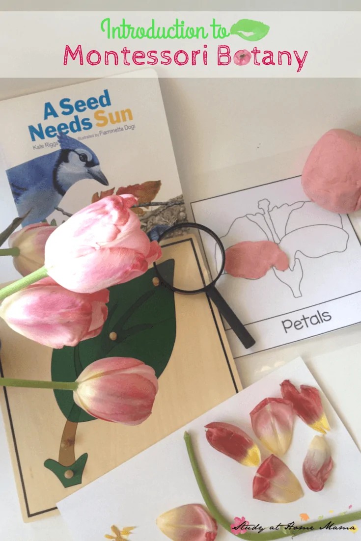 Introduction to Botany for Kids