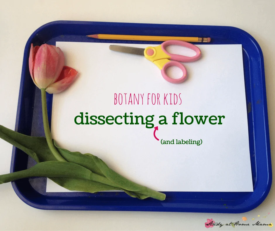botany for kids: dissecting and labelling a flower