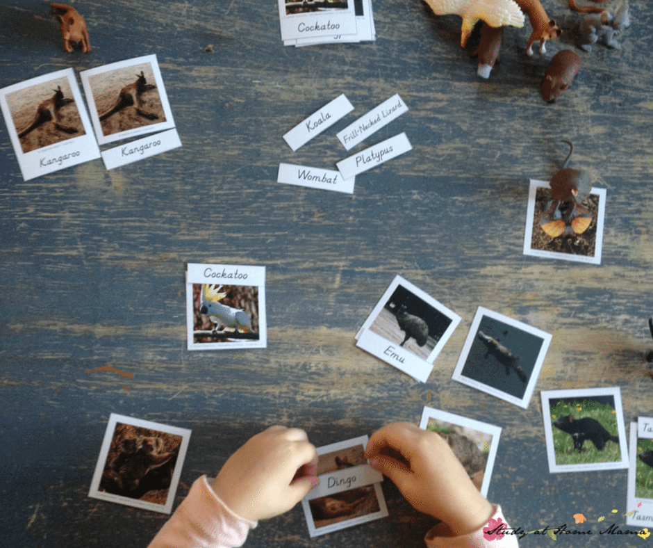 Exploring Montessori 3-Part Cards for Australian Animals as part of a Australia unit study (using Montessori Continent Boxes)