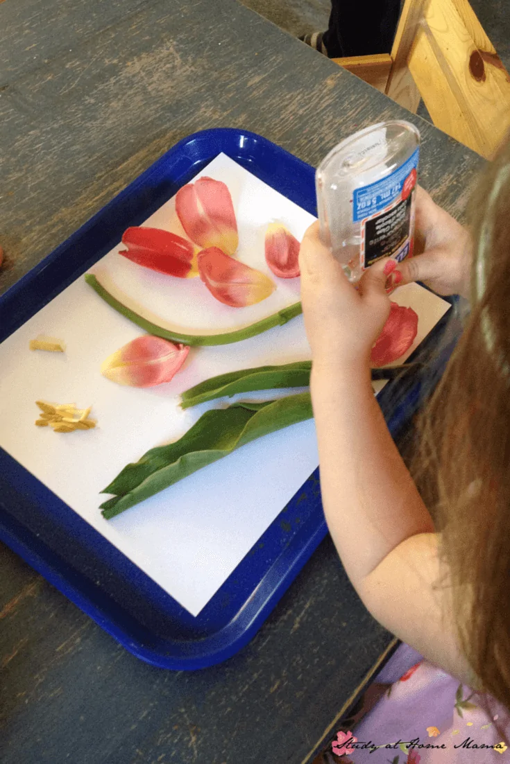 Gluing the parts of a flower onto a flower collage as part of a flower dissection science activity for kids