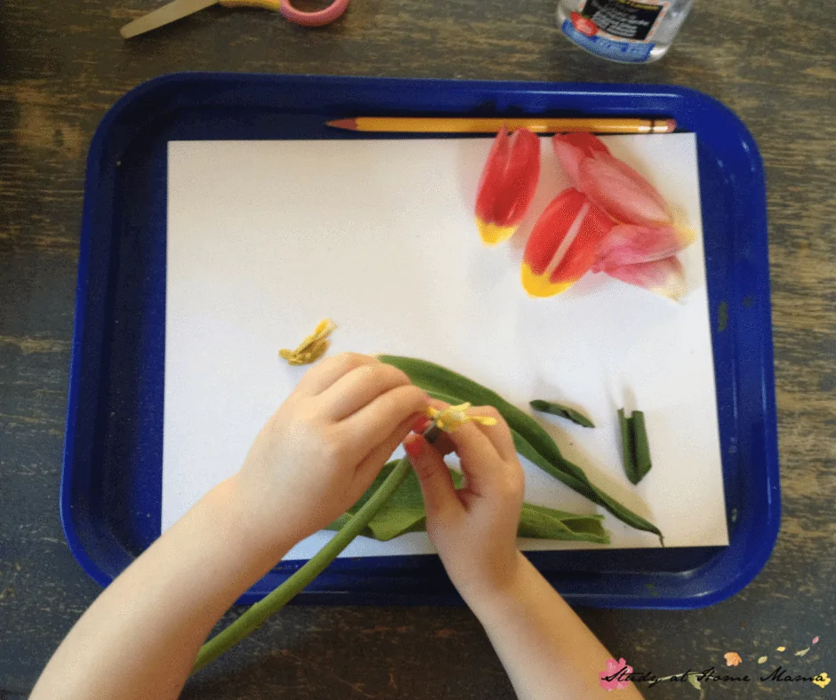 Dissecting a flower as part of an easy science activity for kids