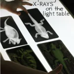 Zoology: Exploring X-Rays on the Light Table