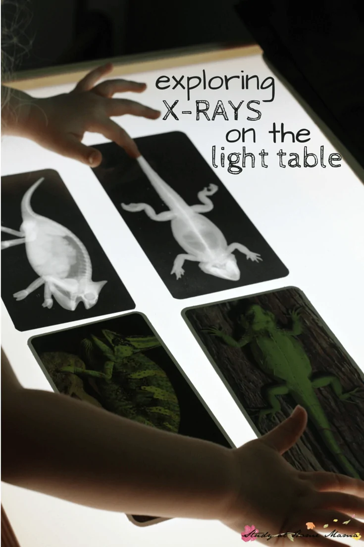 Exploring X-Rays on the Light Table: a simple Reggio provocation, plus a free printable checklist for Montessori Zoology
