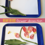 Botany for Kids: Flower Dissection