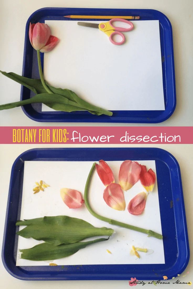 Botany for Kids: Flower Dissection
