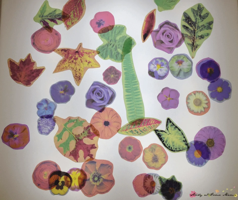 Flower light table activity: explore laminated flowers on the light table for a unique sensory activity for kids - one of 7 ways to play with flowers in this post.