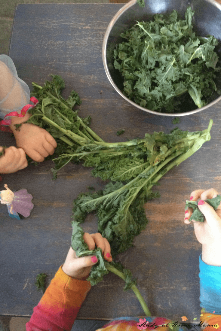 Kids Kitchen: Kale Chips - the kids love ripping the kale from their stalks to help make homemade kale chips