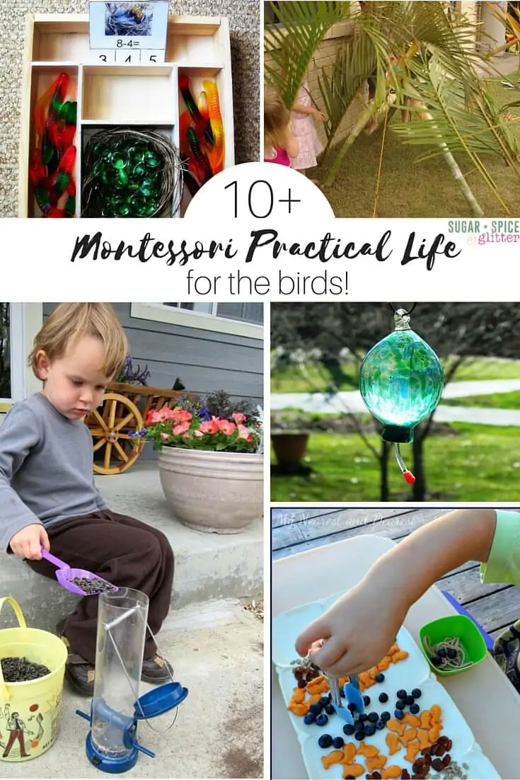 montessori practical life activities for learning about birds