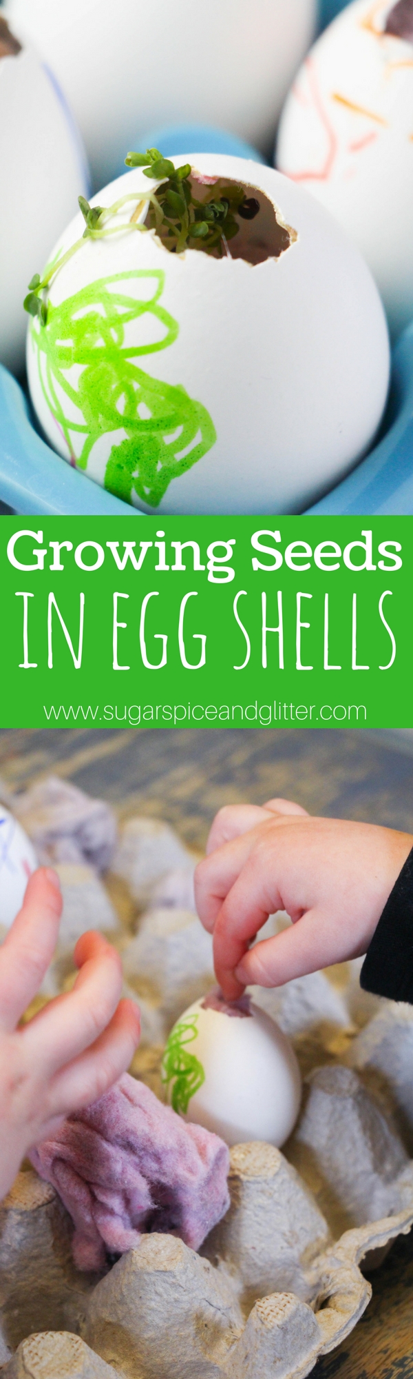 A fun kids' kitchen science experiment: growing seeds in egg shells. For our botany with kids series, we grew shamrocks in decorated eggs for a Spring science experiment