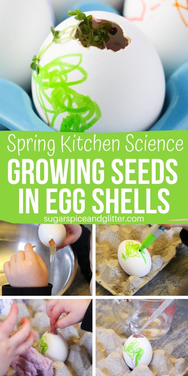 A simple spring science experiment for kids using items you already have at home - no dirt required! This kitchen science experiment starts growing in less than a week