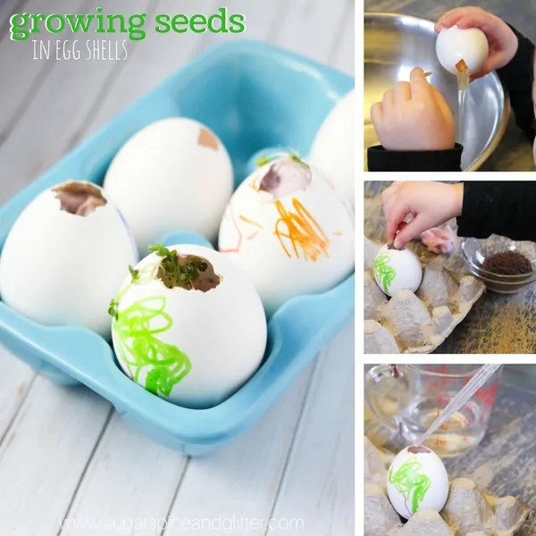 How to grow shamrock seeds in egg shells with dryer lint