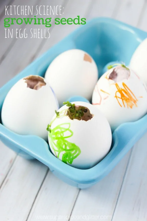 an Easter-inspired Science Experiment for kids using shamrock seeds and decorated Easter eggs